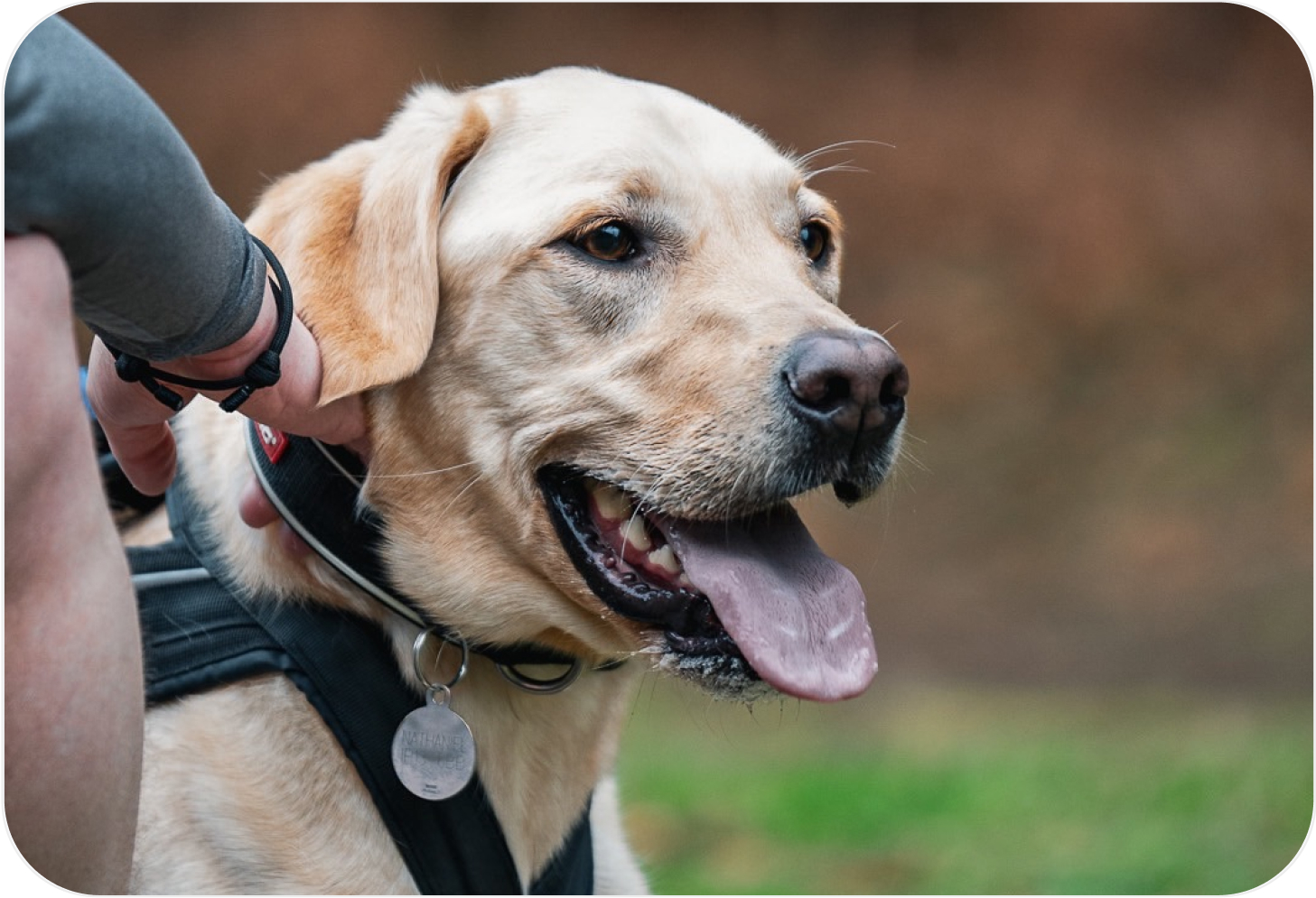 Cooper, my Labrador, wearing a harness